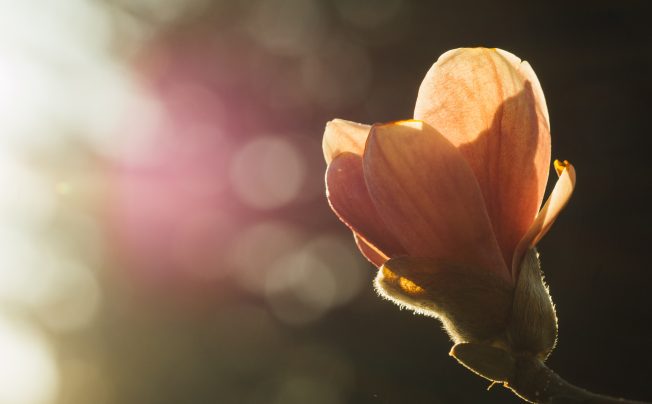 deceptive tactics in negotiation